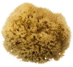 Natural Bath Sponge Honeycomb Sea Sponge Size 5 - 5.5"